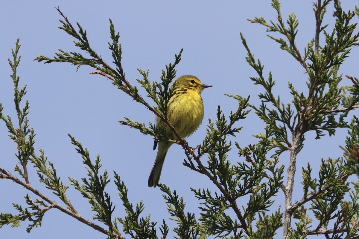 Prairie Warbler - ML635520270