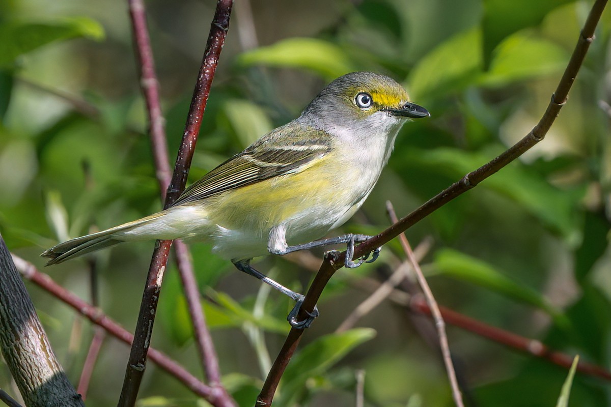 White-eyed Vireo - ML635520289