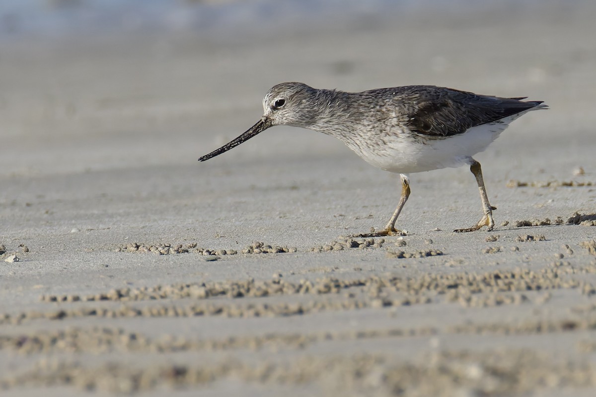 Terek Sandpiper - ML635520300