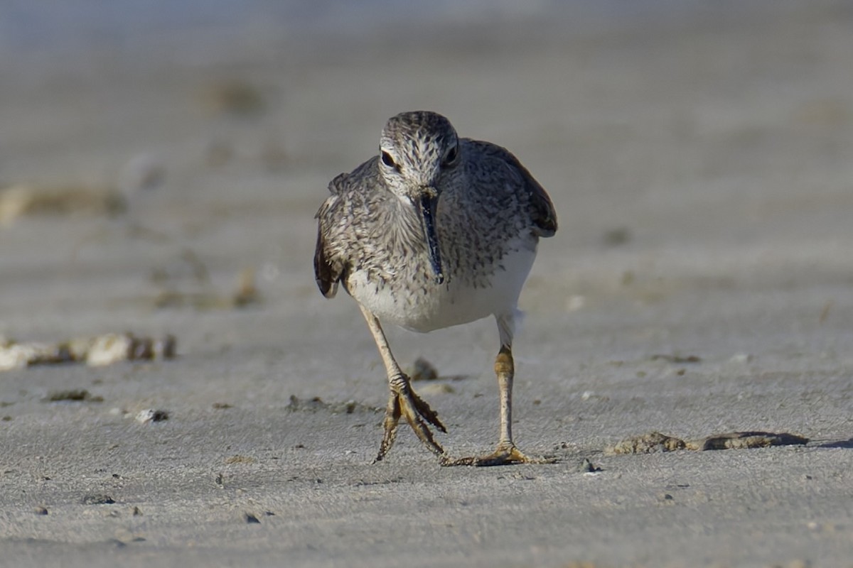Terek Sandpiper - ML635520301