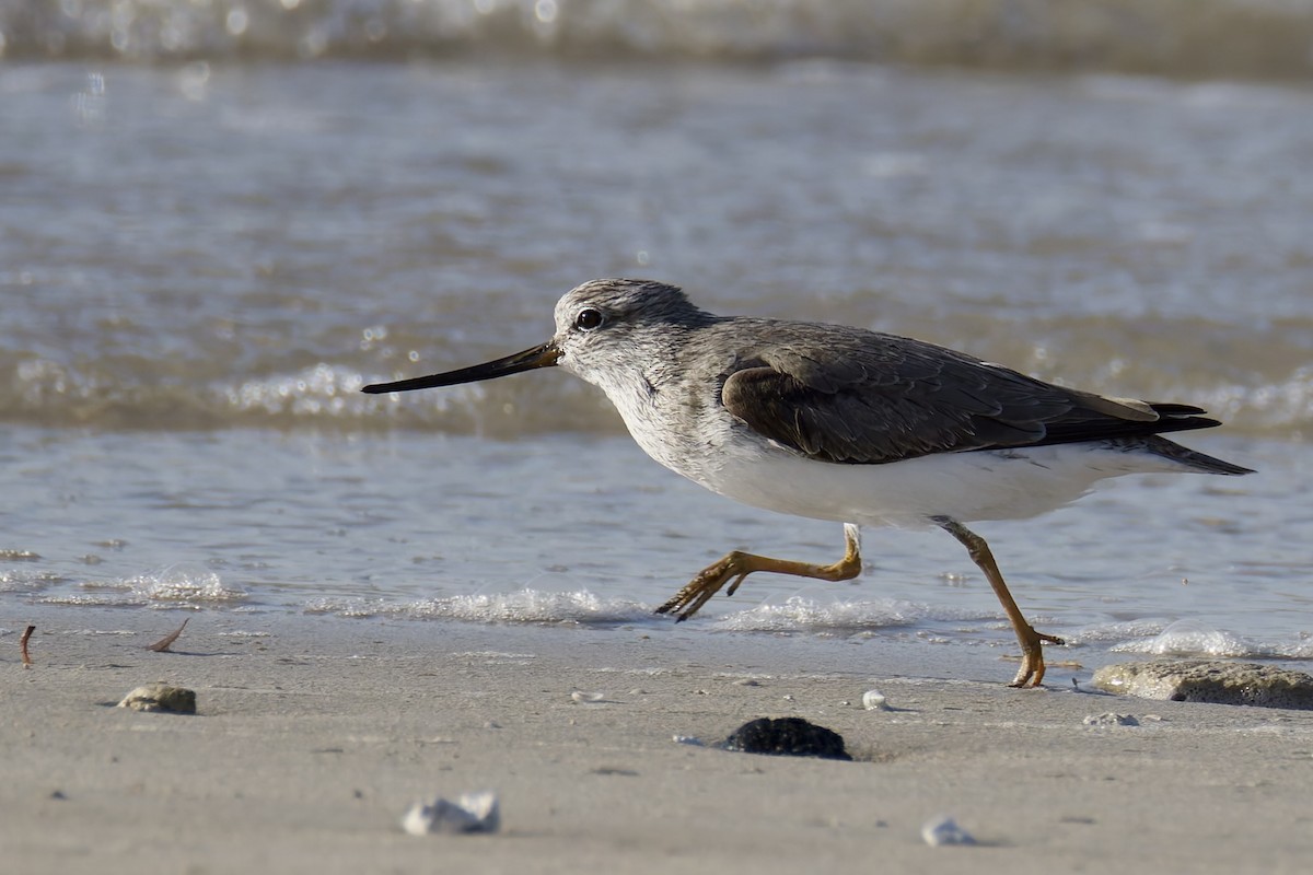 Terek Sandpiper - ML635520302
