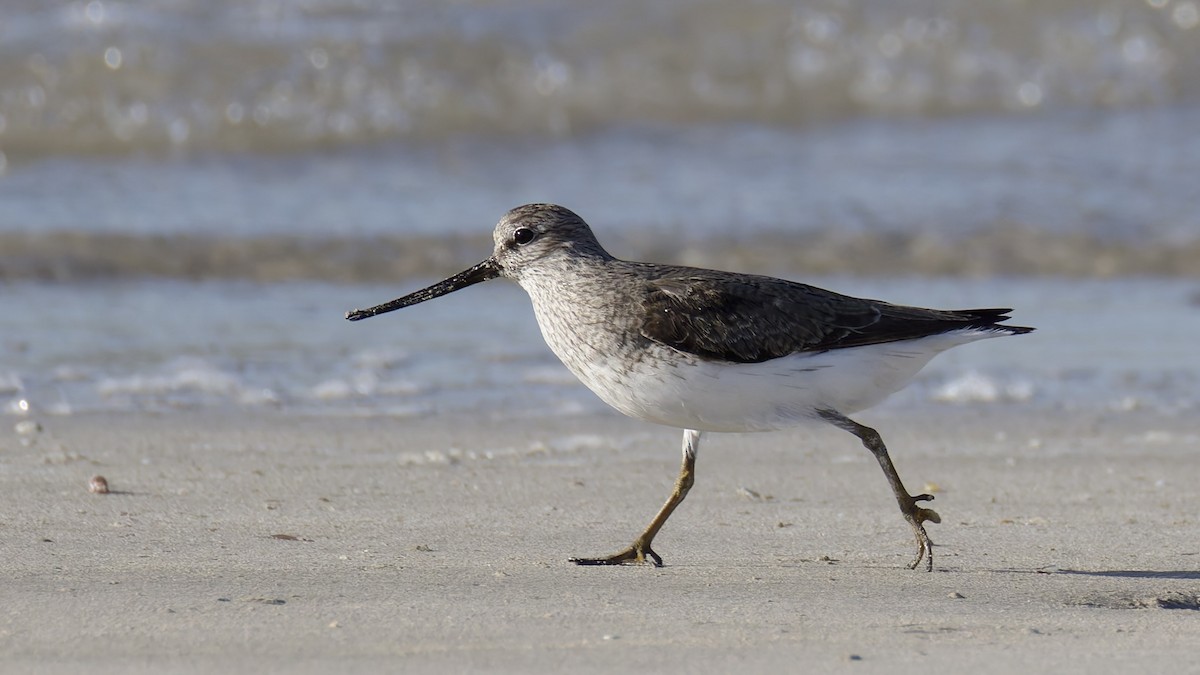 Terek Sandpiper - ML635520303