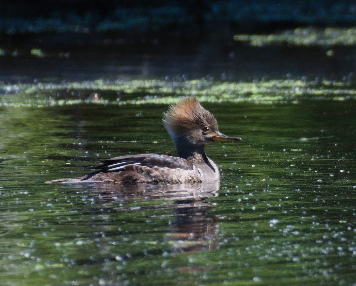 Hooded Merganser - ML635520305