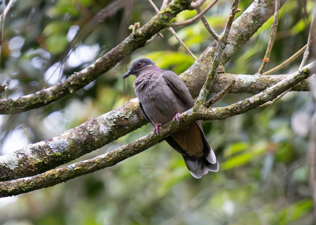 Amethyst Brown-Dove - ML635520311