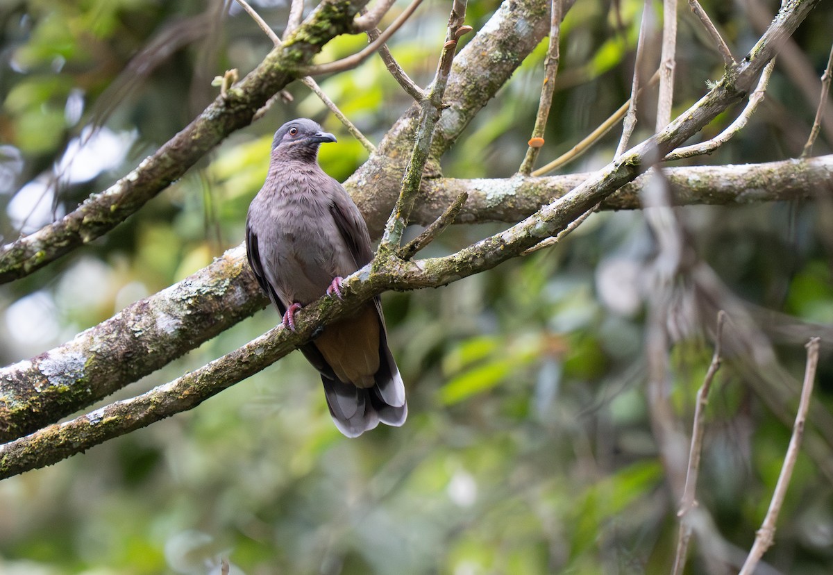 Amethyst Brown-Dove - ML635520313