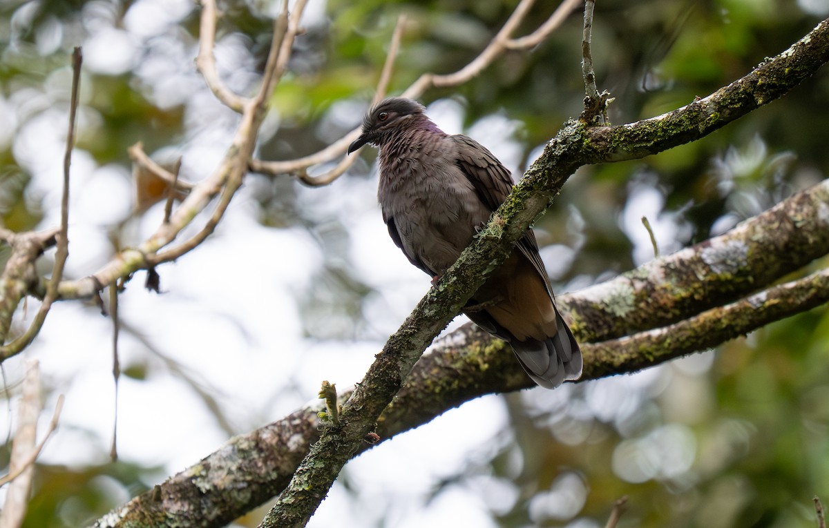 Amethyst Brown-Dove - ML635520314