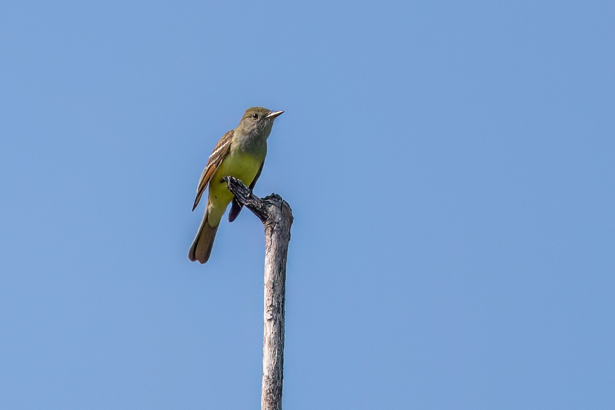 Great Crested Flycatcher - ML635520318