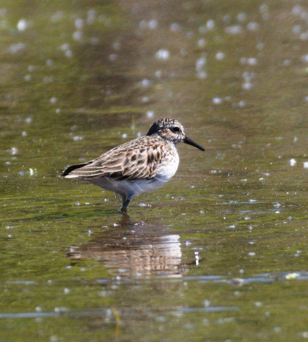 Least Sandpiper - ML635520320