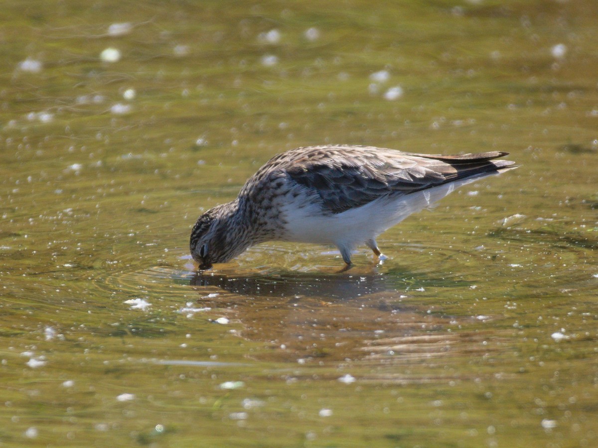 Least Sandpiper - ML635520321