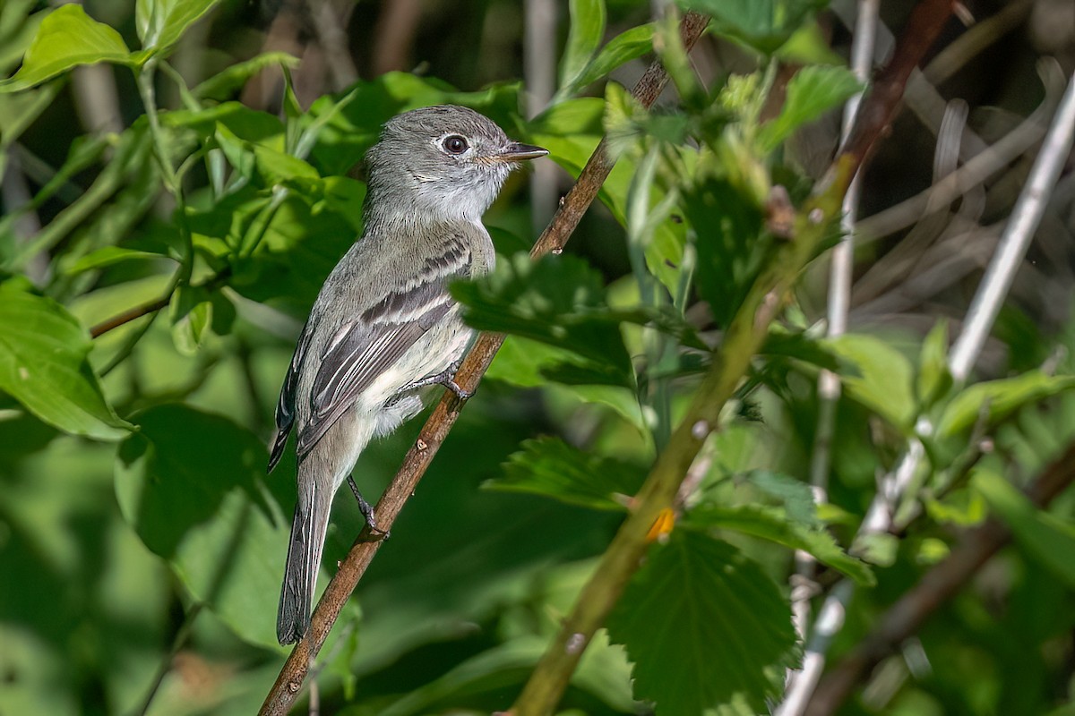Least Flycatcher - ML635520341