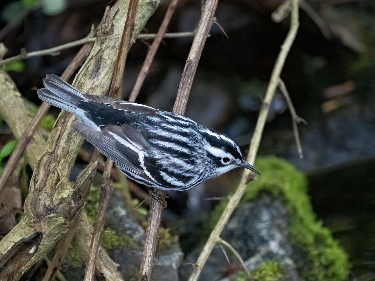 Black-and-white Warbler - ML635520459