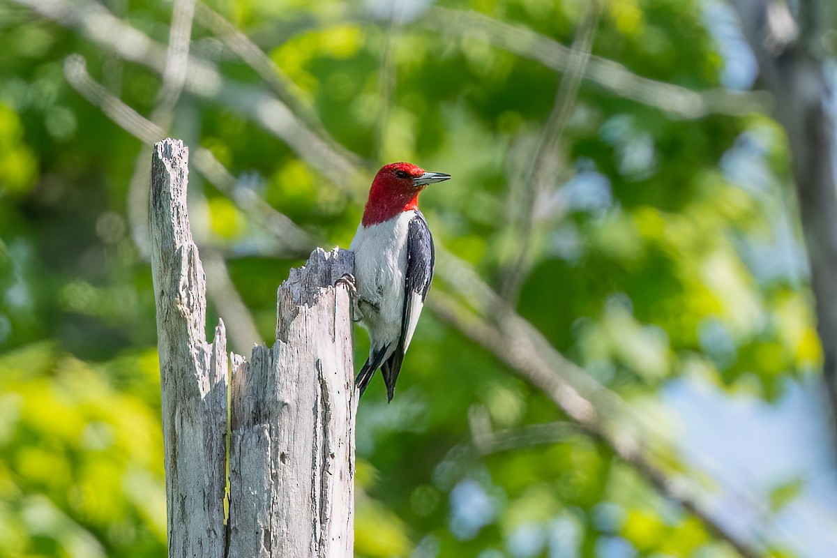 Red-headed Woodpecker - ML635520468
