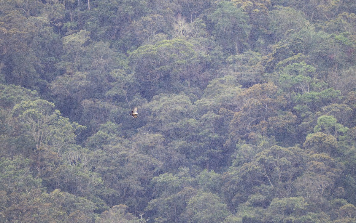 フィリピンワシ - ML635520474