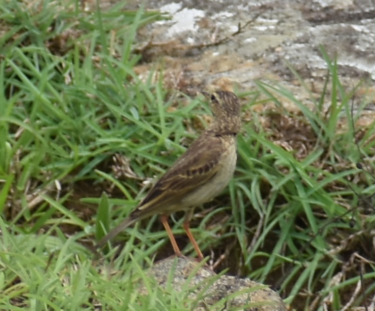 pipit sp. - ML635520557
