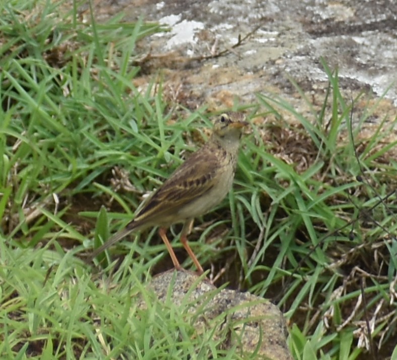 pipit sp. - ML635520558