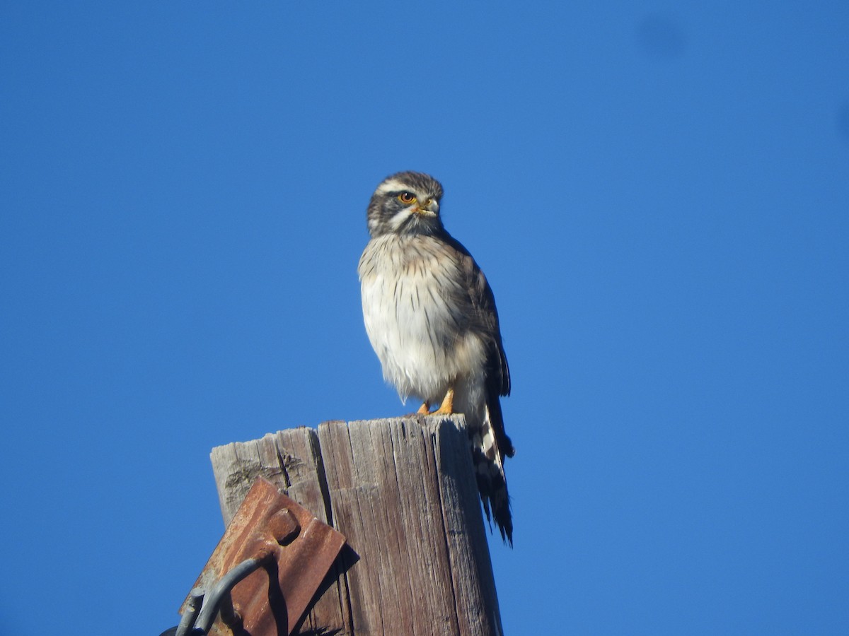 Spot-winged Falconet - ML635520560