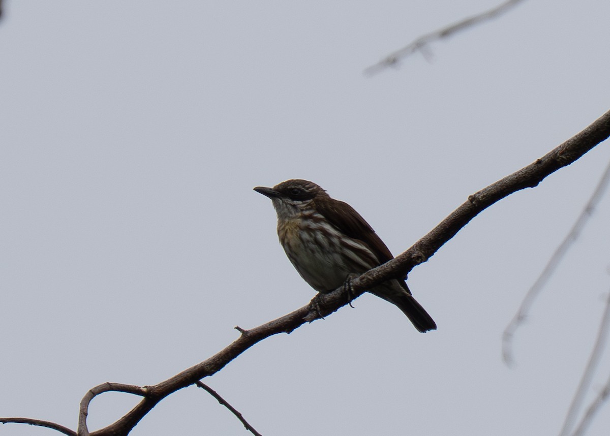Stripe-breasted Rhabdornis - ML635520578