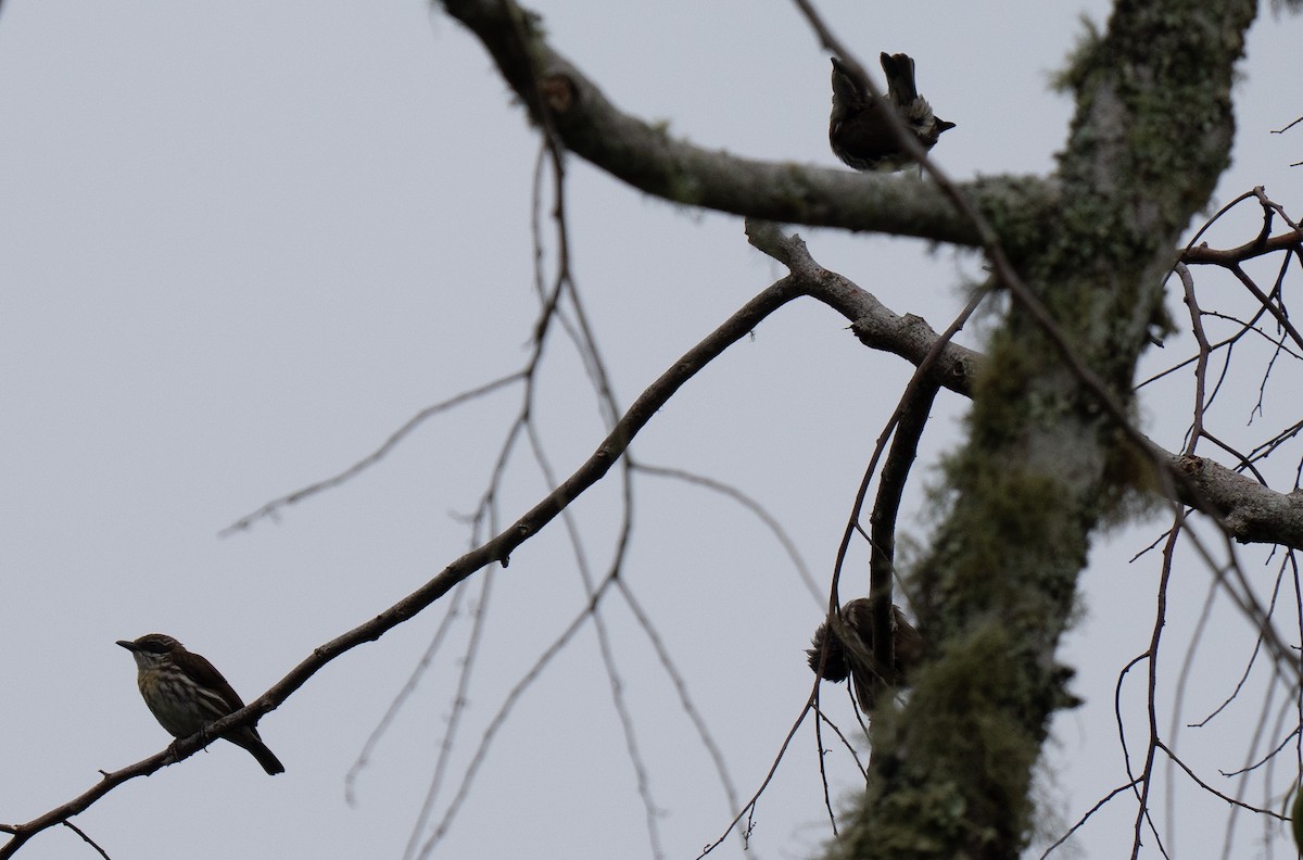 Stripe-breasted Rhabdornis - ML635520579