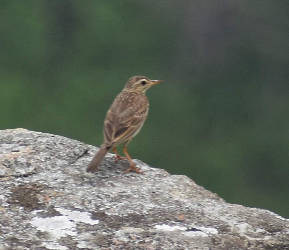 bird sp. - ML635520621