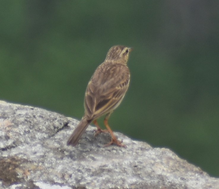 bird sp. - ML635520622