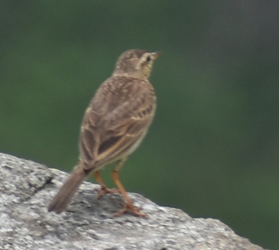 bird sp. - ML635520623