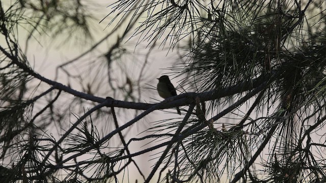 Western Flycatcher (Pacific-slope) - ML635520713