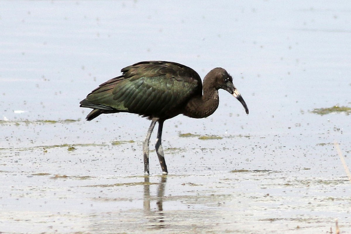 ibis hnědý - ML635520738