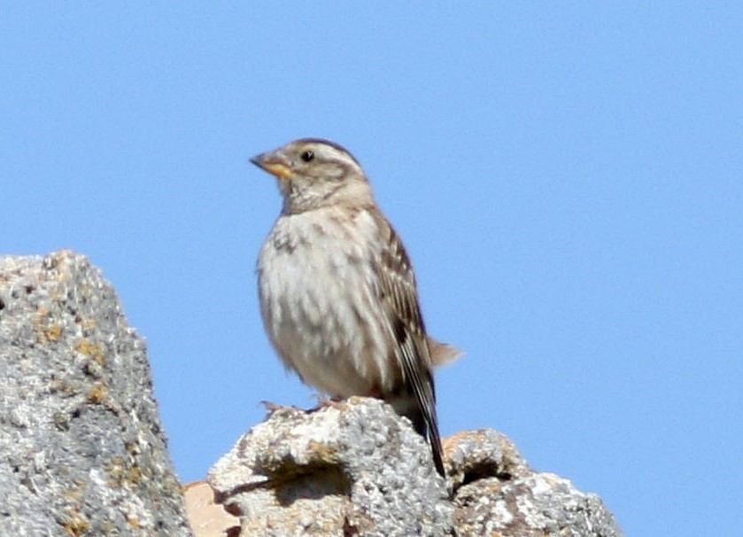 vrabec skalní - ML635520759
