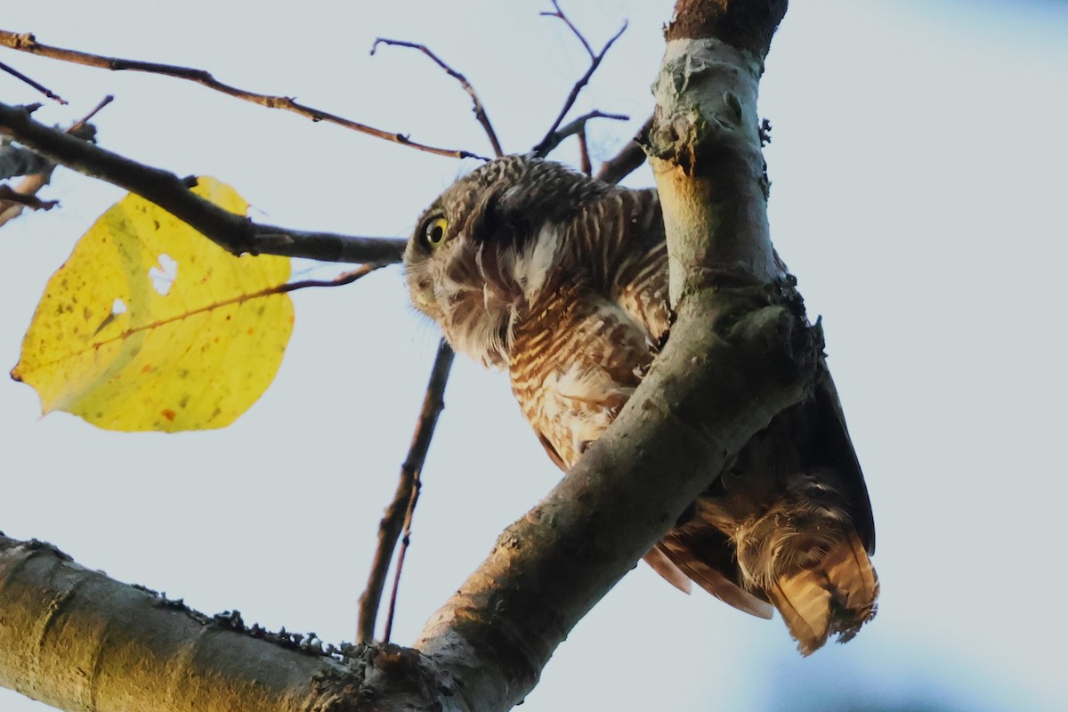 Asian Barred Owlet - ML635520847