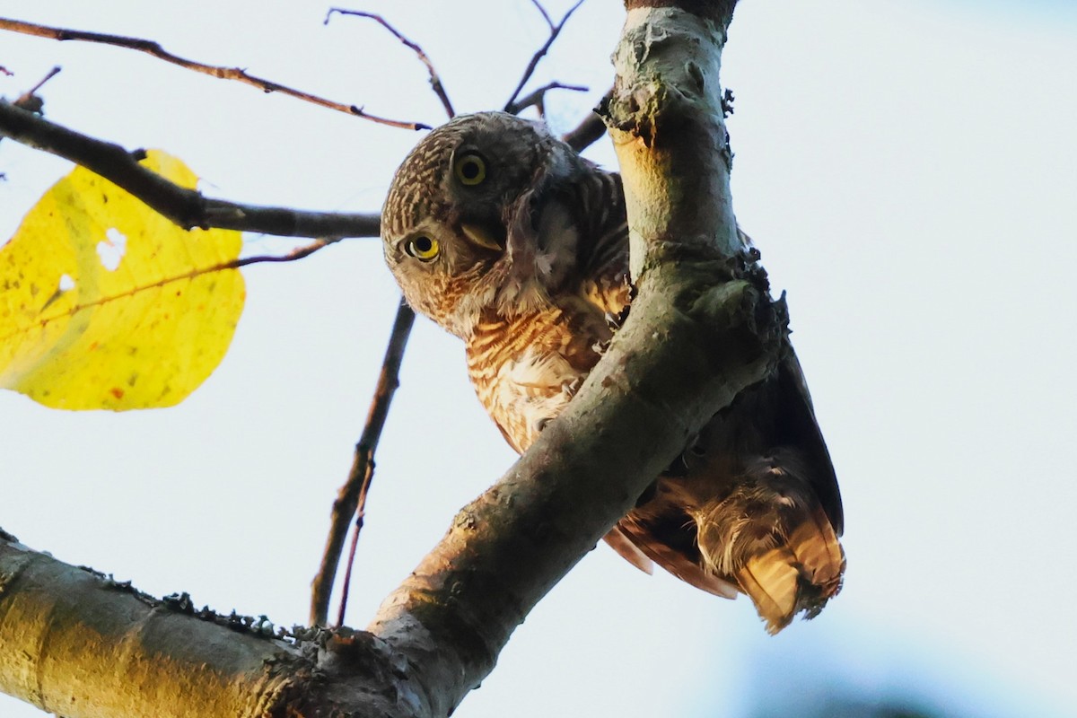 Asian Barred Owlet - ML635520851
