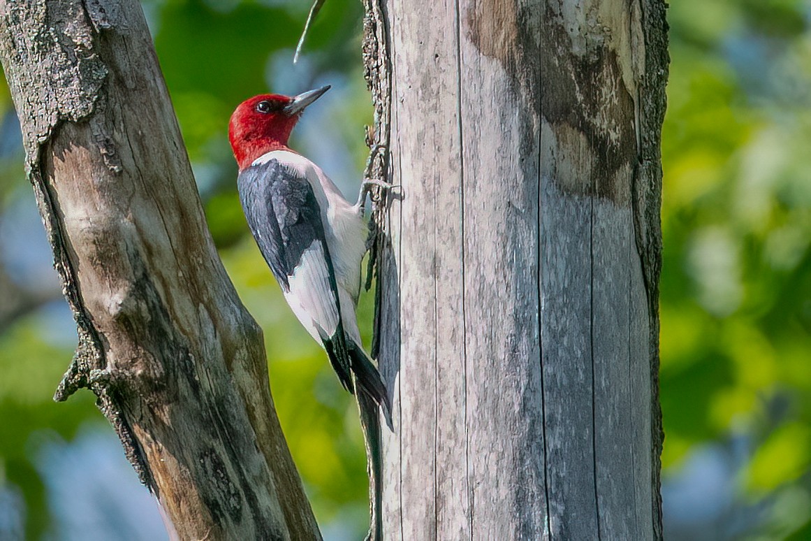 Red-headed Woodpecker - ML635520873