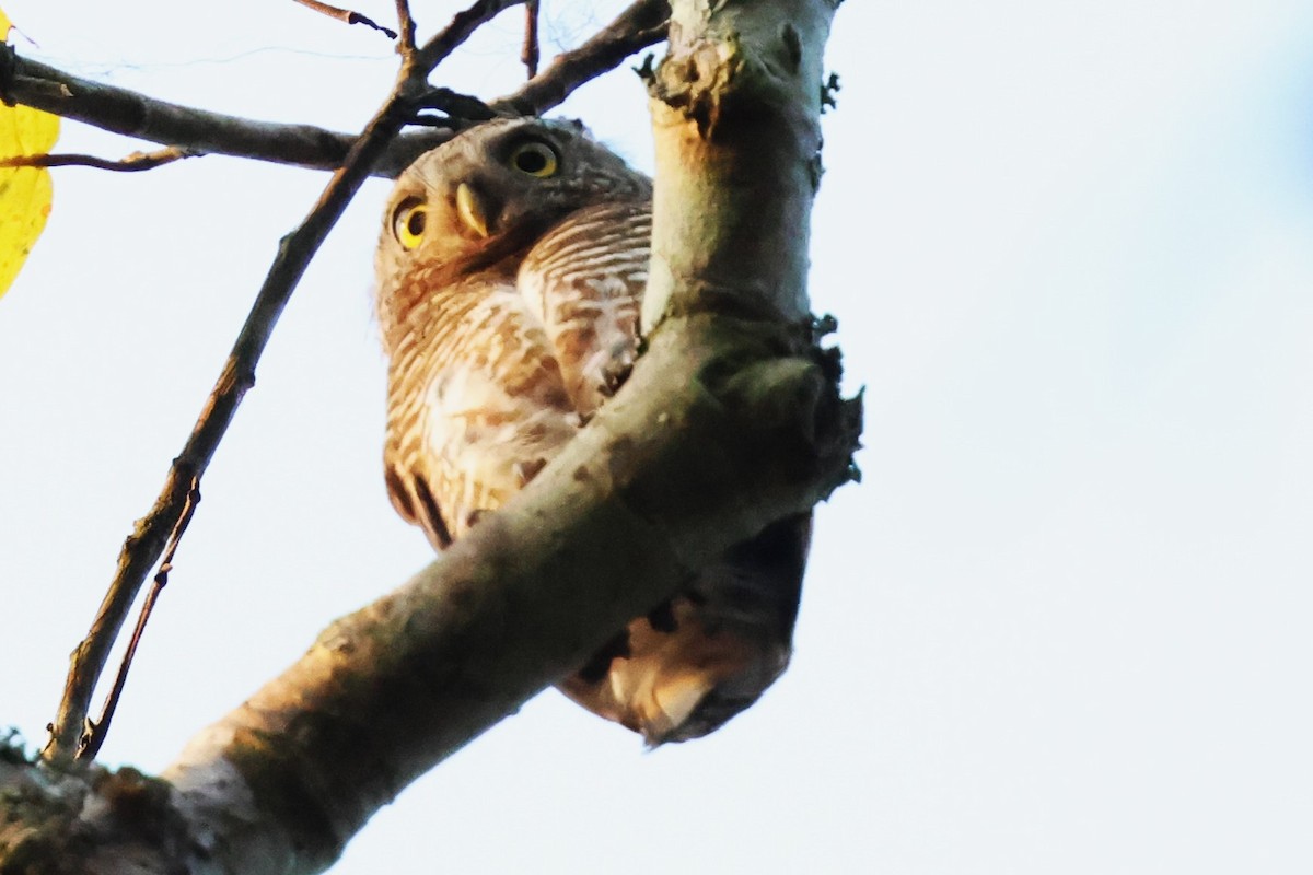 Asian Barred Owlet - ML635521151