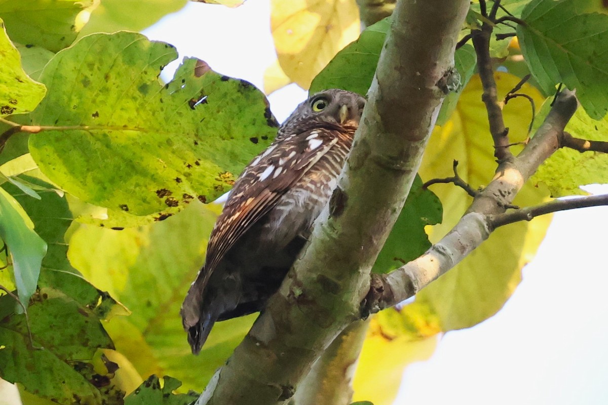 Asian Barred Owlet - ML635521195