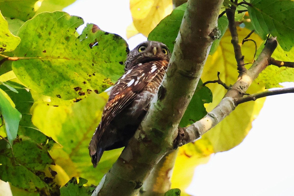 Asian Barred Owlet - ML635521196