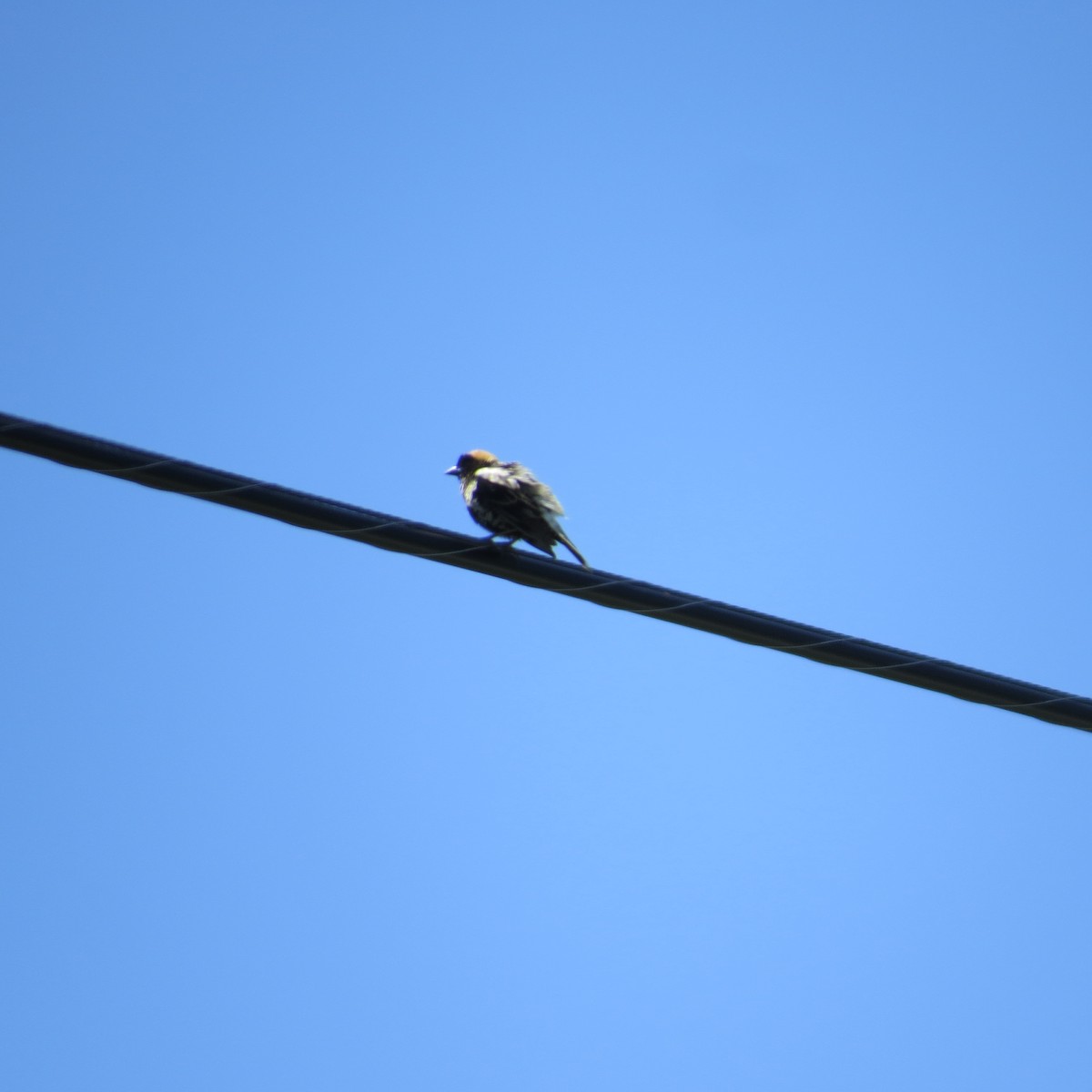 Bobolink - ML635521259