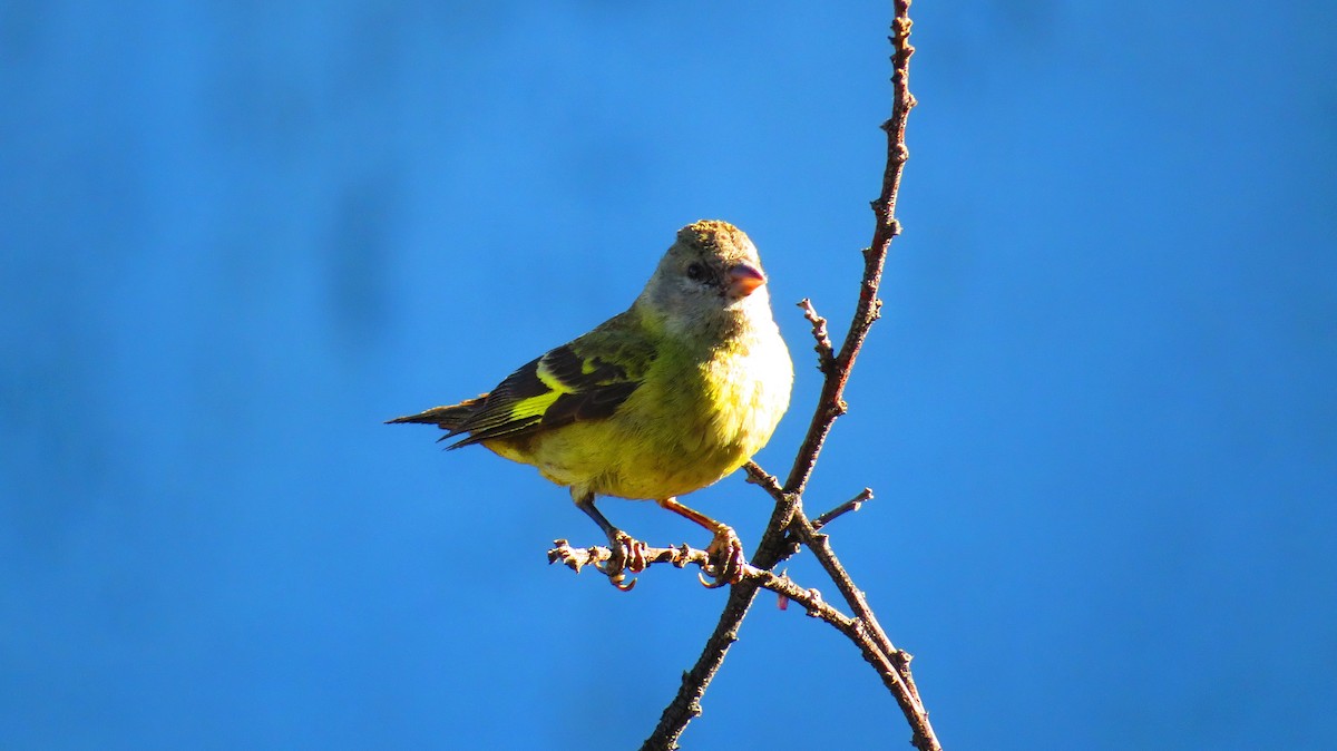 Hooded Siskin - ML635521262