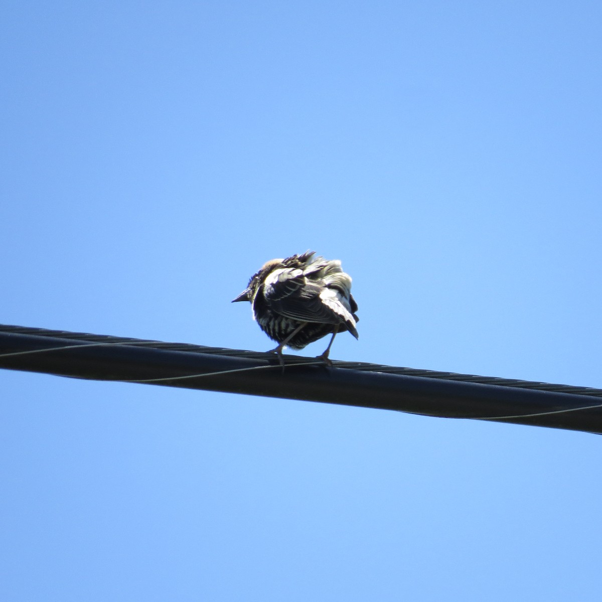 Bobolink - ML635521265