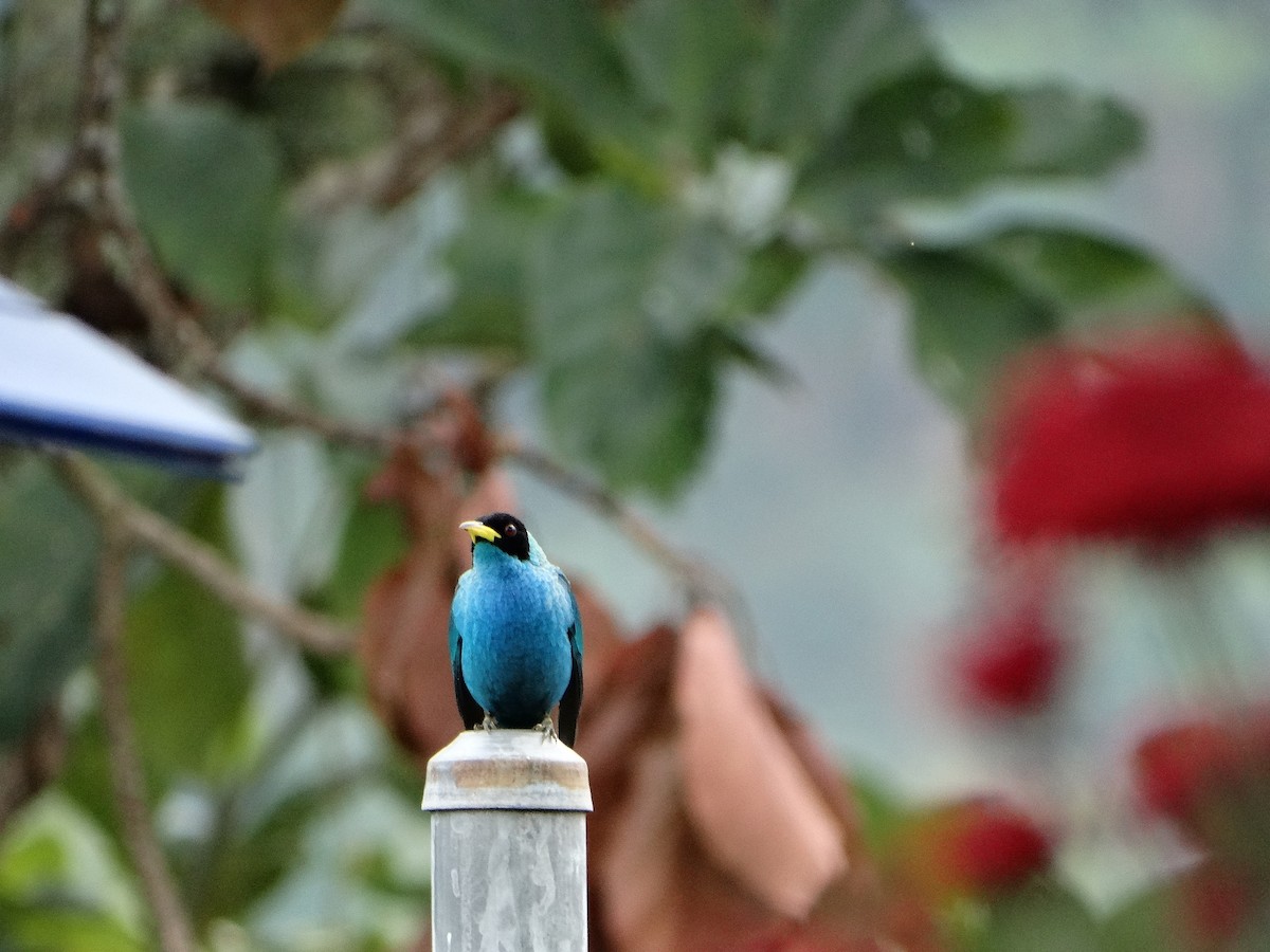 Green Honeycreeper - ML635521334
