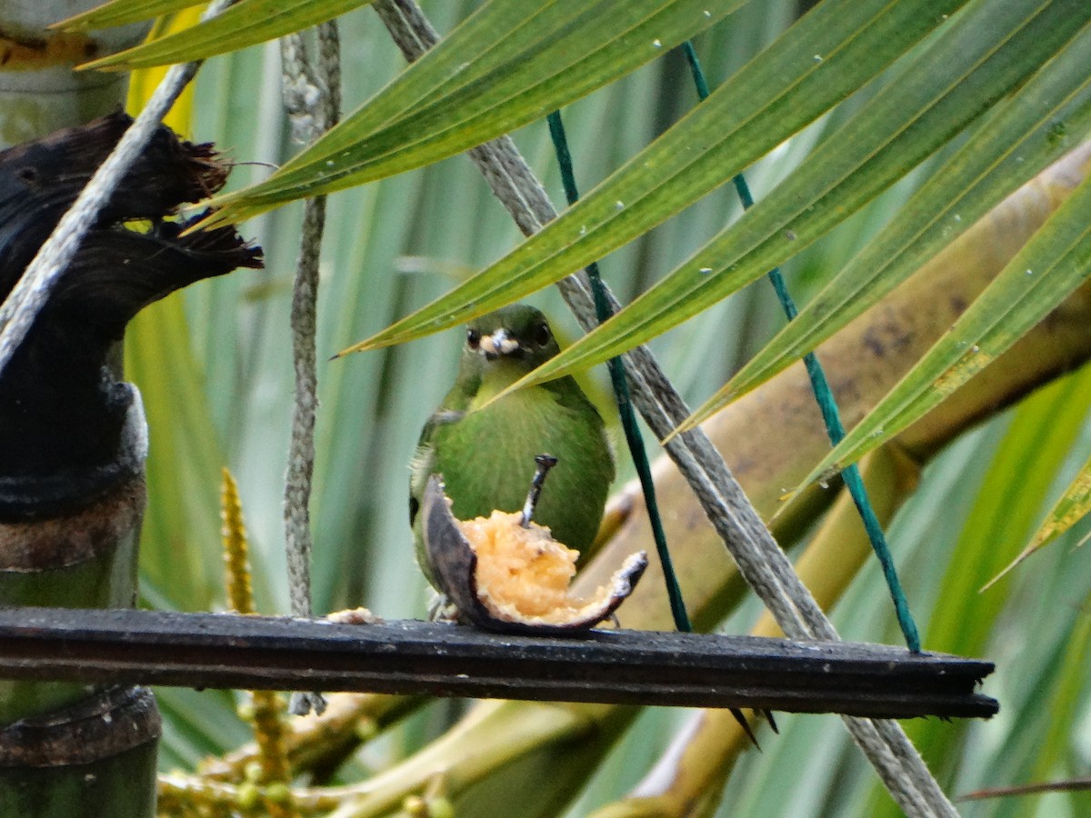 Green Honeycreeper - ML635521335