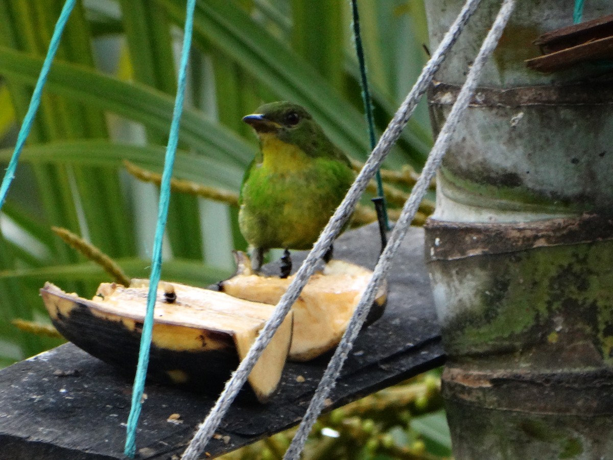 Green Honeycreeper - ML635521336