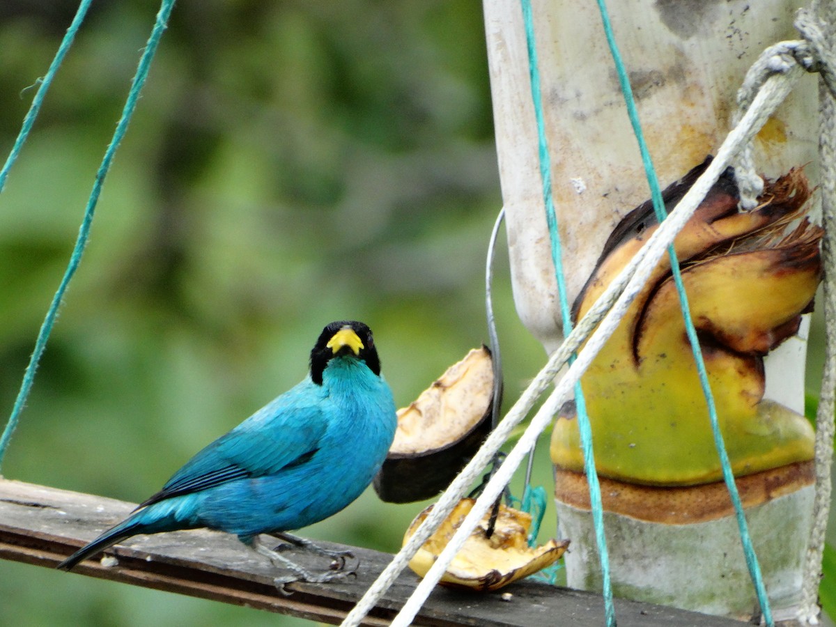 Green Honeycreeper - ML635521338