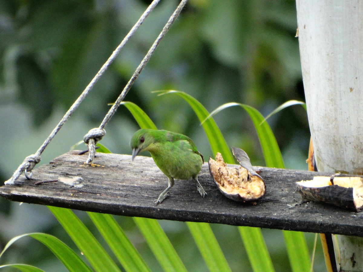 Green Honeycreeper - ML635521339