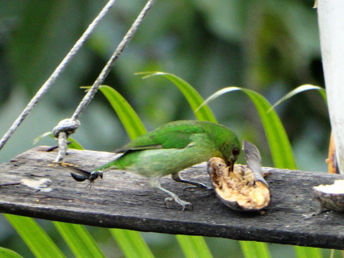 Green Honeycreeper - ML635521341