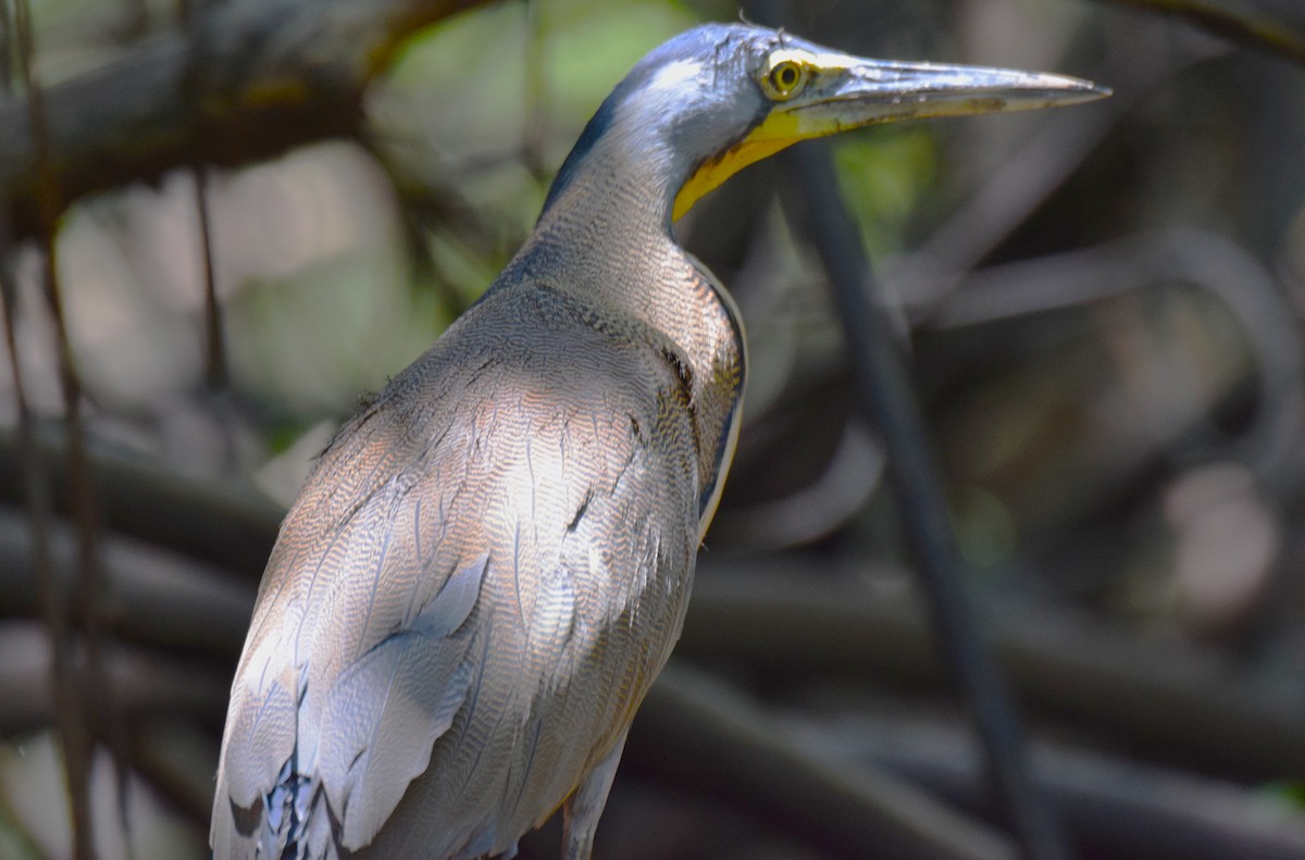 Bare-throated Tiger-Heron - ML635521443