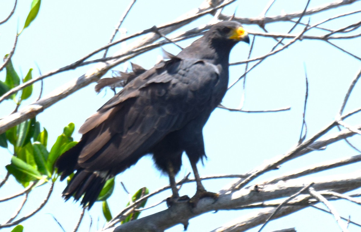 Common Black Hawk - ML635521446