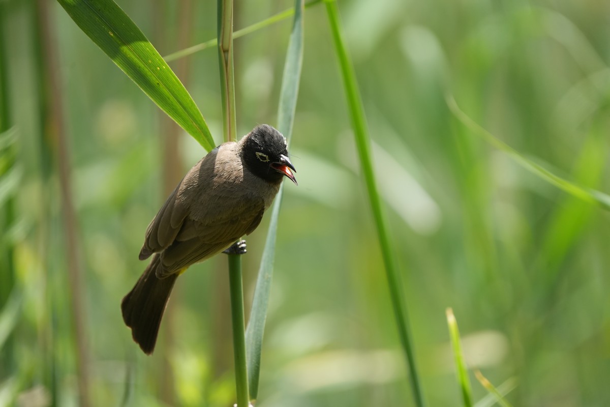 White-spectacled Bulbul - ML635521485