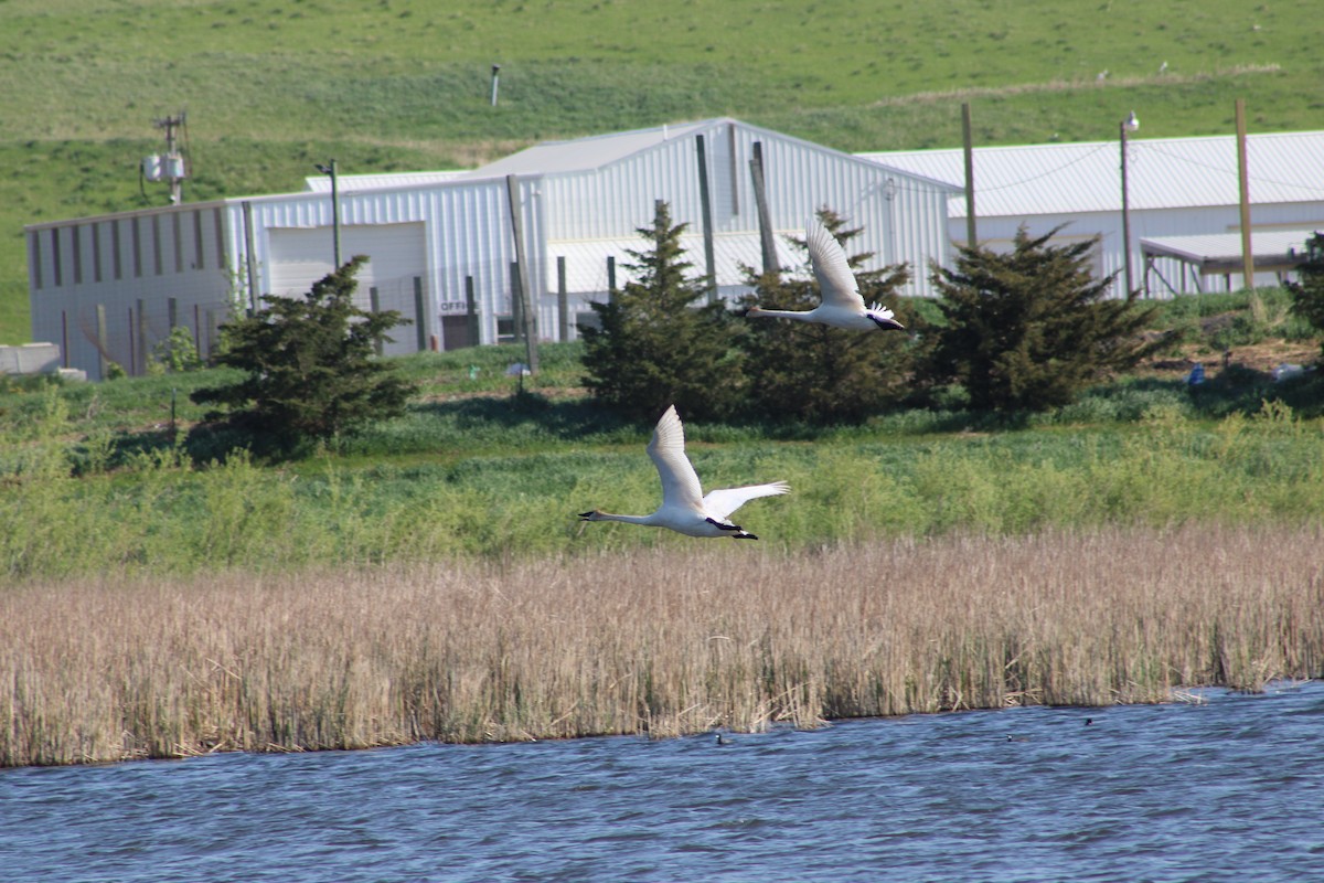Trumpeter Swan - ML635521501