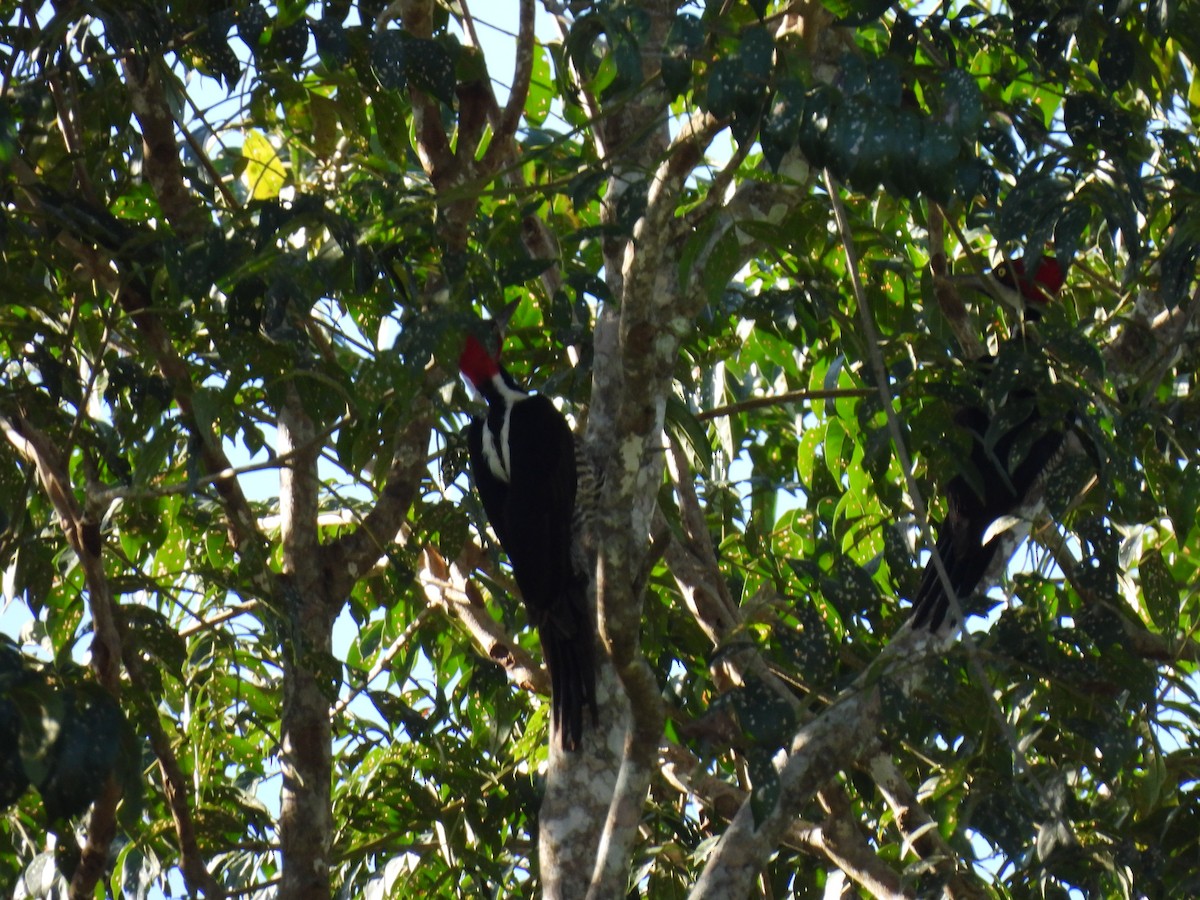 Crimson-crested Woodpecker - ML635521504
