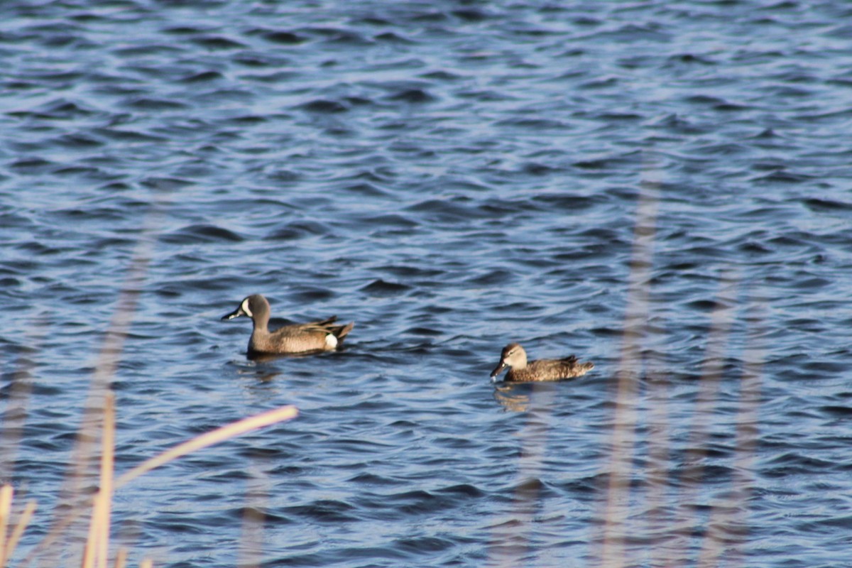 Blue-winged Teal - ML635521524