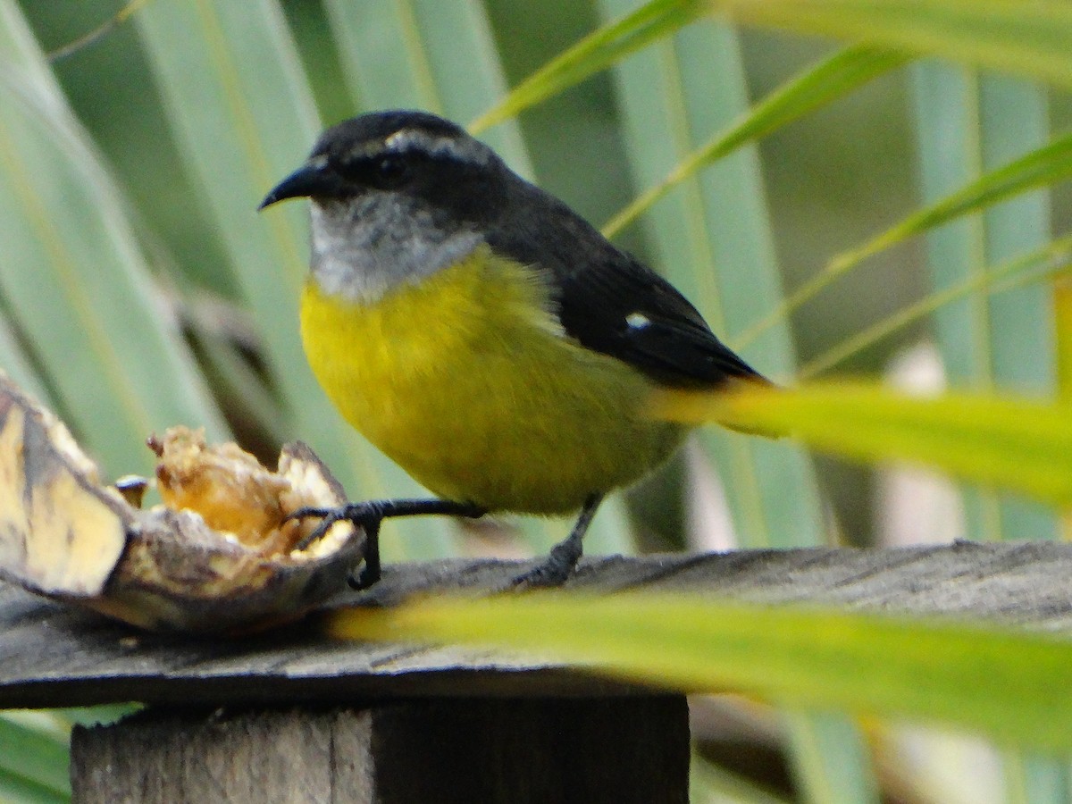 Bananaquit (Continental) - ML635521547